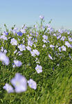 linen_field_big.jpg